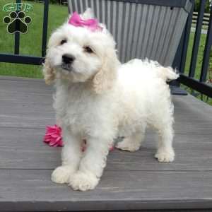 Scarlet, Cockapoo Puppy